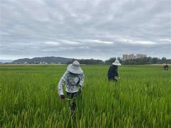 接种白叶枯 接种白叶枯