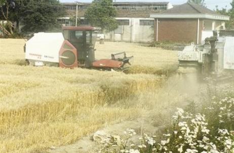 小麦收割 小麦收割