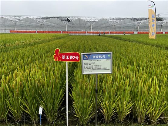 浙禾香2号 浙禾香2号