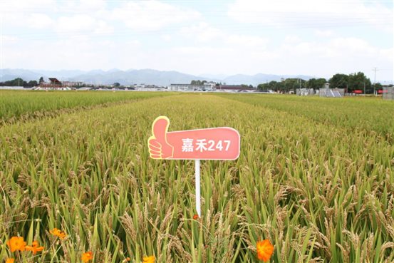 嘉禾247
