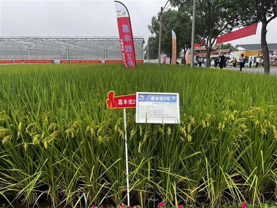 嘉丰优2号 嘉丰优2号