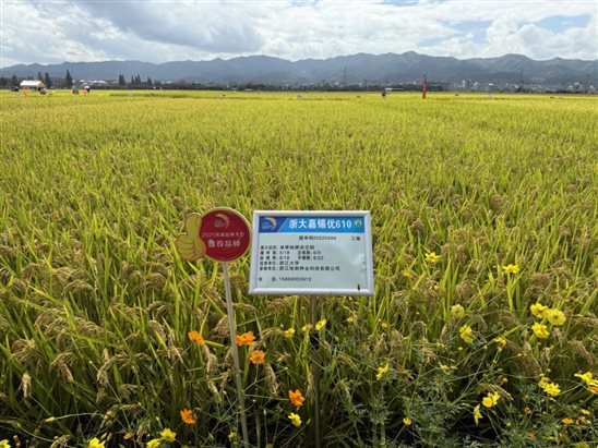 浙大嘉锡优610