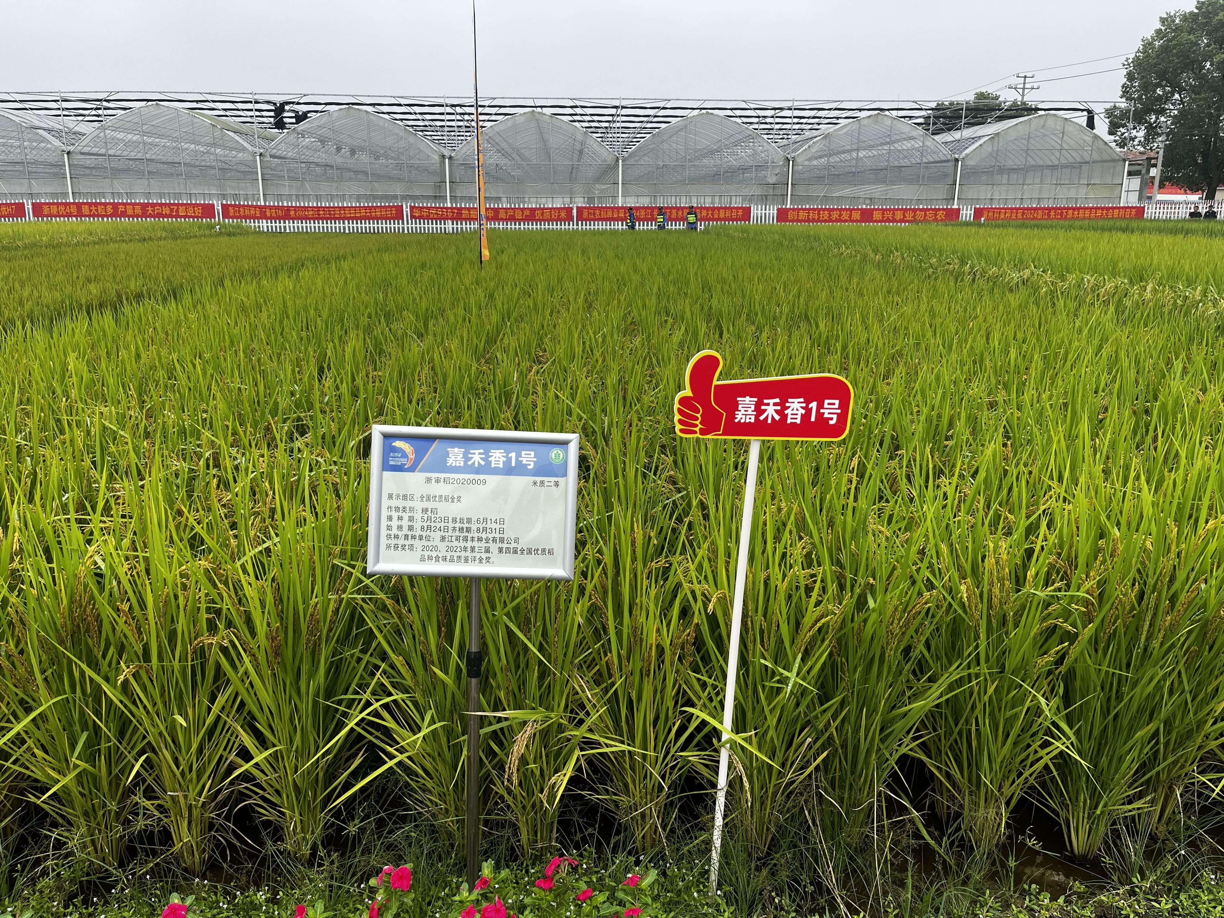 嘉禾香1号.jpeg