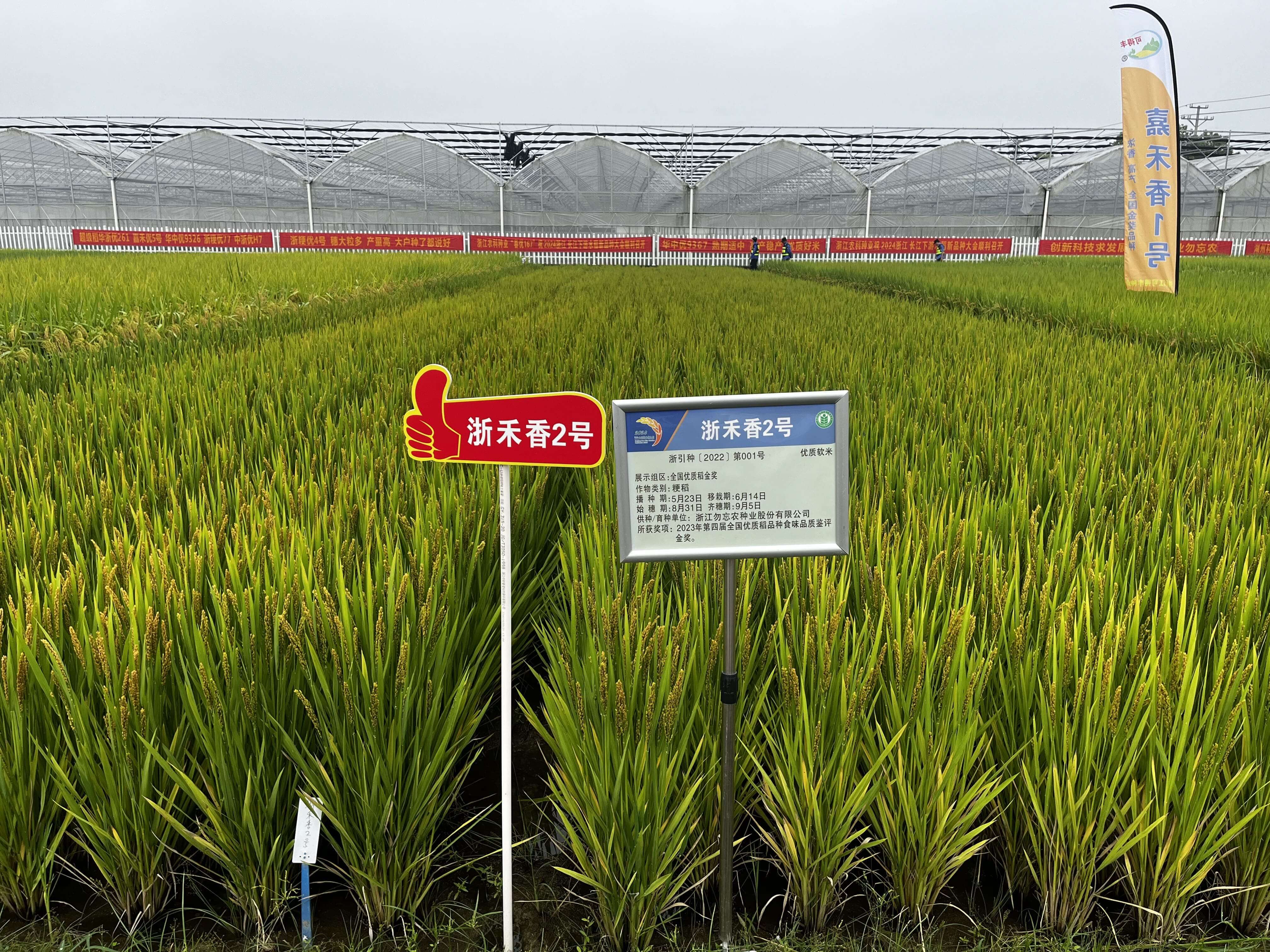 浙禾香2号.jpeg